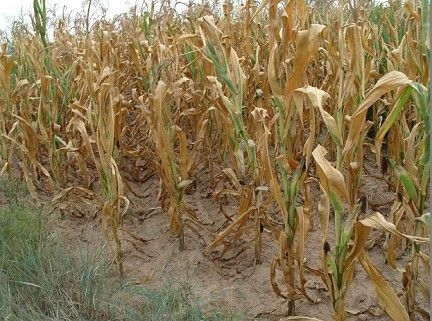 玉米干旱受灾图片图片
